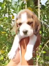Purchase KCI Registered Beagle Puppy from Chennai